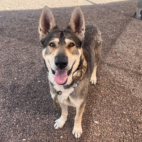 MR SMITH, an adoptable German Shepherd Dog in Phoenix, AZ