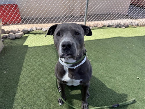 HAROLD, an adoptable American Pit Bull Terrier in Phoenix, AZ