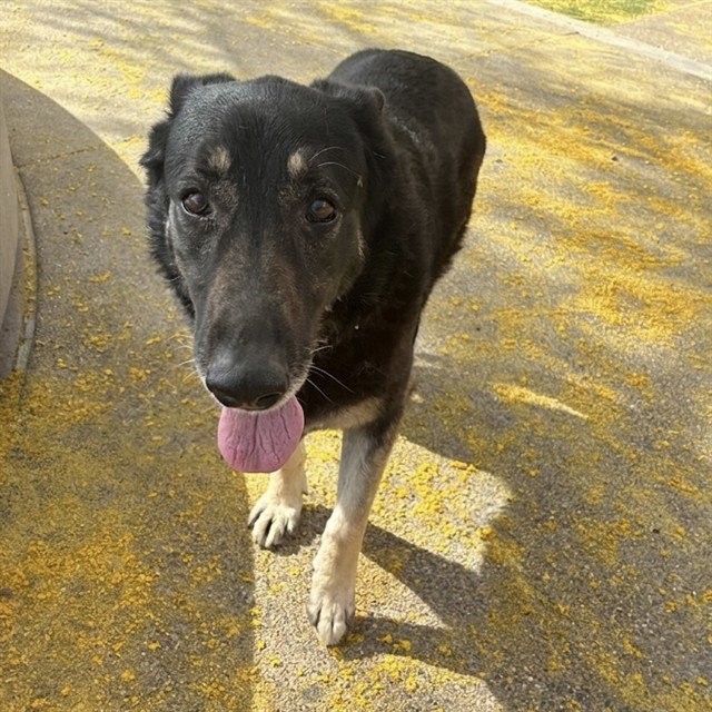 BAILEY Image