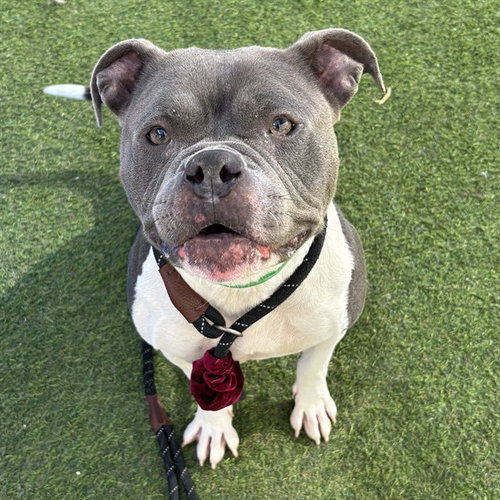 SASSY SASS, an adoptable American Pit Bull Terrier in Phoenix, AZ