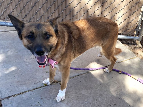 BOOTS, an adoptable German Shepherd Dog in Phoenix, AZ