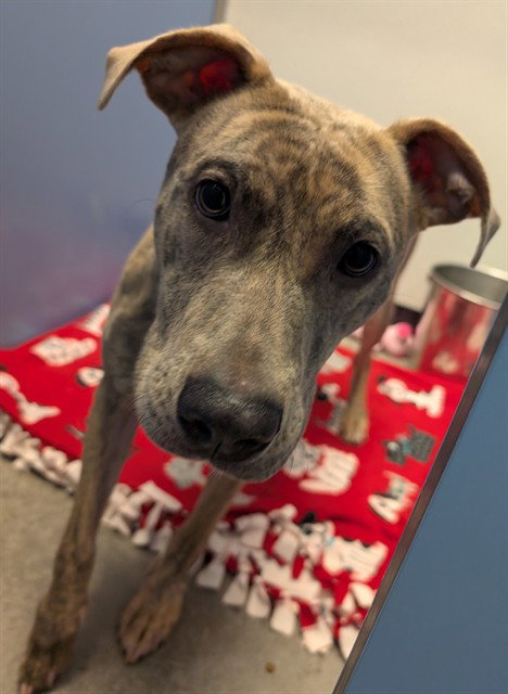 BUNGEE, an adoptable American Pit Bull Terrier in Phoenix, AZ