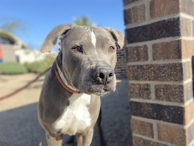 BUDDY Image