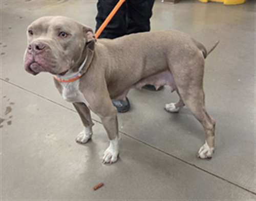 JACKIE - American Pit Bull Terrier available for adoption