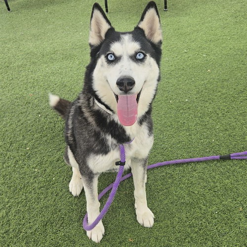 CHANDELIER, an adoptable Siberian Husky in Phoenix, AZ