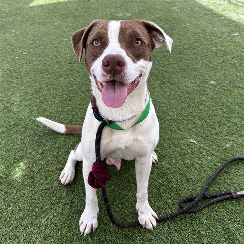 CHOCO TACO - American Pit Bull Terrier available for adoption