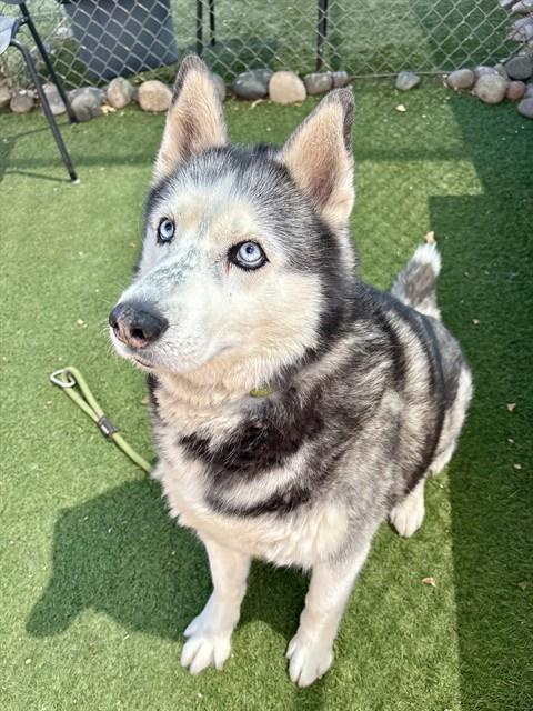 ZORO, an adoptable Alaskan Malamute in Phoenix, AZ