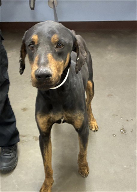 ECHO, an adoptable Doberman Pinscher in Phoenix, AZ