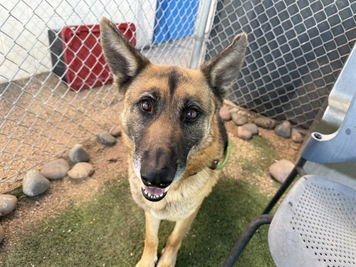 FRANCIS - German Shepherd Dog available for adoption