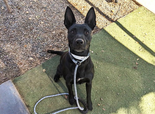 ROSETTE - Labrador Retriever / Australian Cattle Dog/Blue Heeler available for adoption