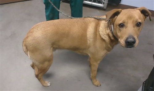 CHURRO - German Shepherd Dog / Labrador Retriever available for adoption