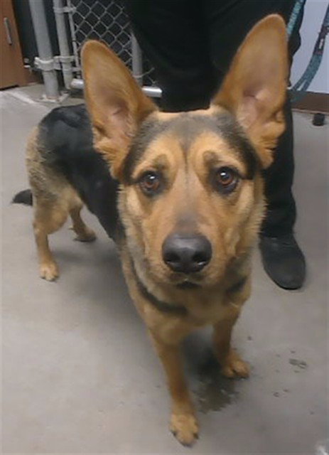 JUNO - German Shepherd Dog available for adoption