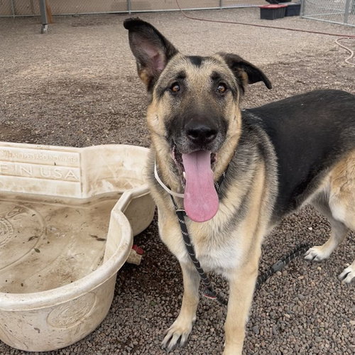 KALIFORNIA, an adoptable German Shepherd Dog in Phoenix, AZ