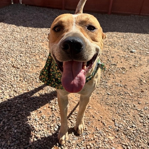 SRIRACHA, an adoptable Queensland Heeler in Phoenix, AZ
