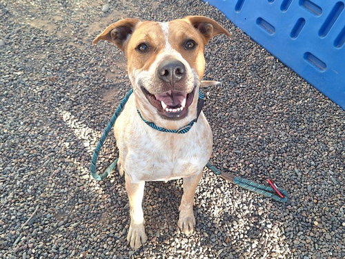 SRIRACHA, an adoptable Queensland Heeler in Phoenix, AZ