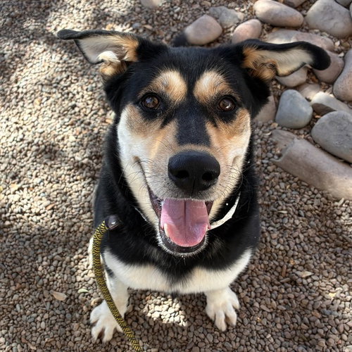 SHEISTY, an adoptable Rottweiler in Phoenix, AZ