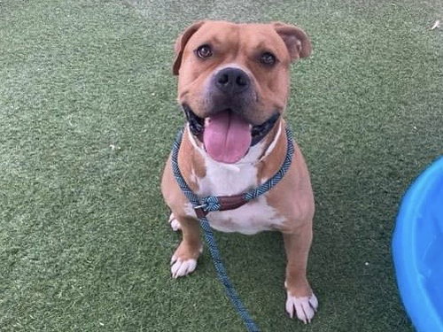 COLBY, an adoptable American Pit Bull Terrier in Phoenix, AZ