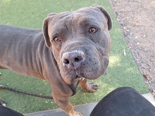 picture of the dog needing adoption