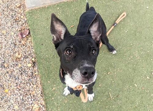 picture of the dog needing adoption