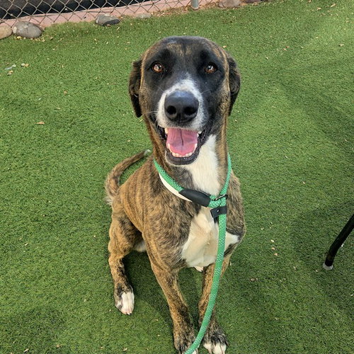 picture of the dog needing adoption