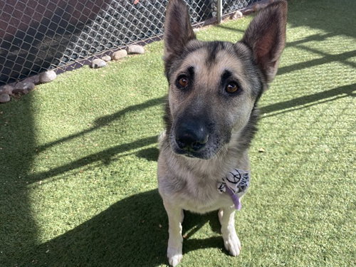 WOOFINATOR, an adoptable German Shepherd Dog in Phoenix, AZ