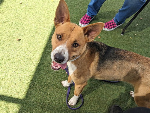 NIBBLES, an adoptable Australian Kelpie in Phoenix, AZ