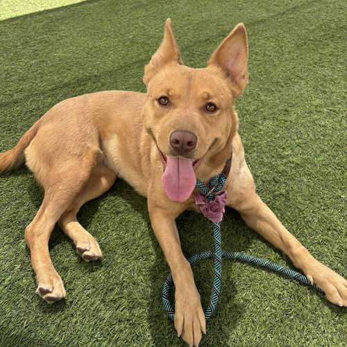 REBA, an adoptable Carolina Dog in Phoenix, AZ