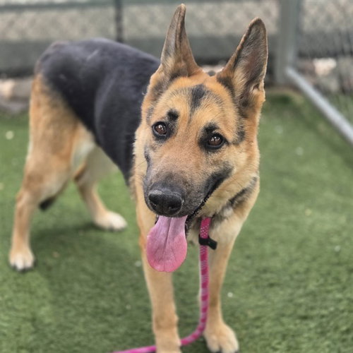 SERENA, an adoptable German Shepherd Dog in Phoenix, AZ