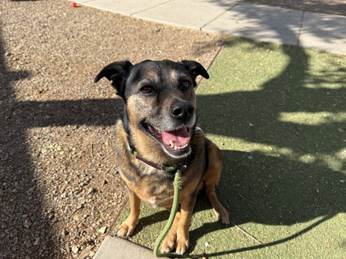 LOLA, an adoptable German Shepherd Dog in Phoenix, AZ