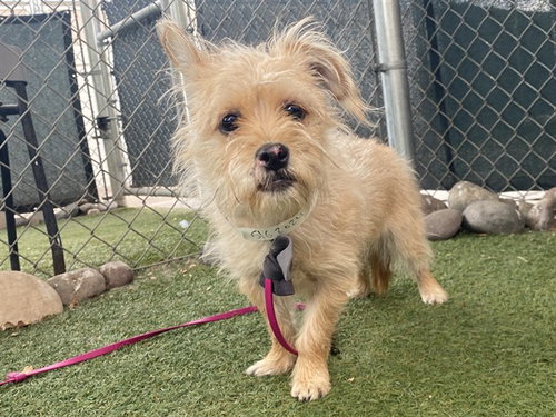HONEYBEE, an adoptable Cairn Terrier in Phoenix, AZ