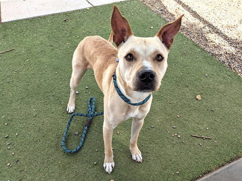 DUNE, an adoptable American Pit Bull Terrier in Phoenix, AZ