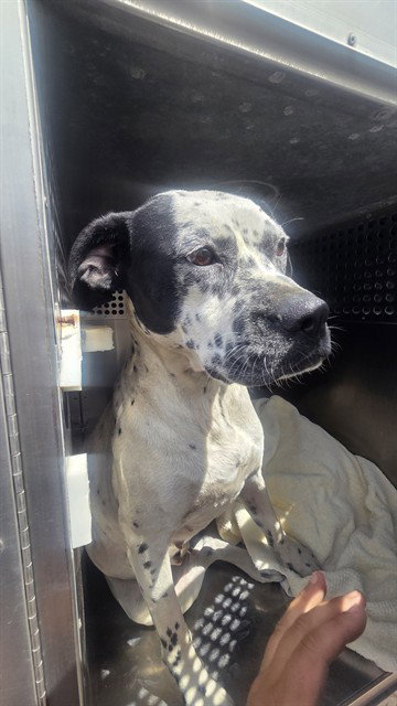 OREO BLIZZARD, an adoptable Dalmatian in Phoenix, AZ