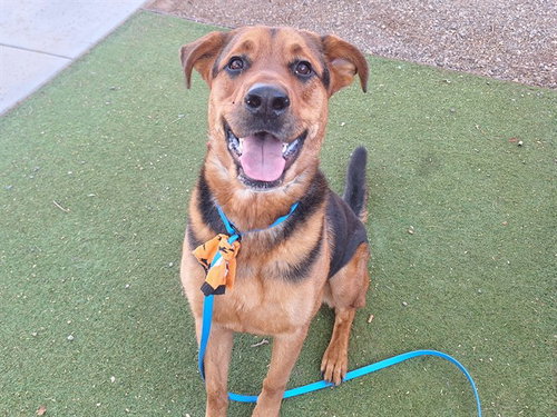 ARTHUR, an adoptable German Shepherd Dog in Phoenix, AZ