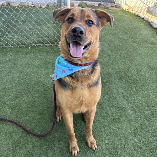 ARTHUR, an adoptable German Shepherd Dog in Phoenix, AZ