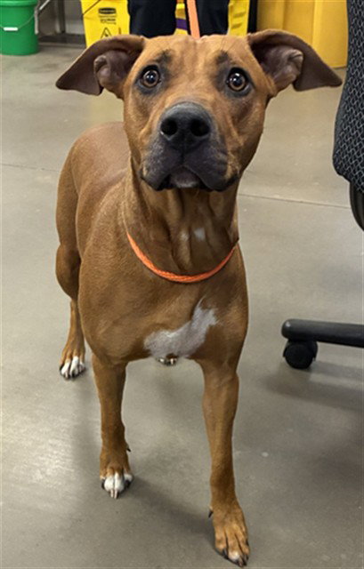 BAMBI, an adoptable Black Mouth Cur in Phoenix, AZ
