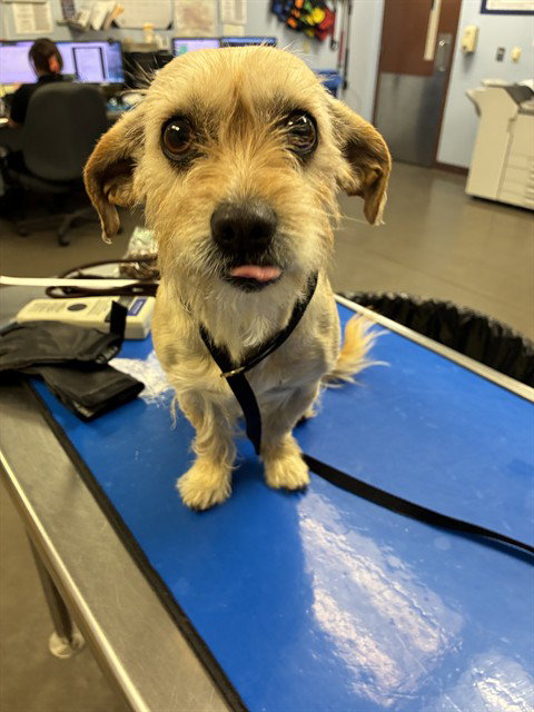 LILAC, an adoptable Cairn Terrier in Phoenix, AZ