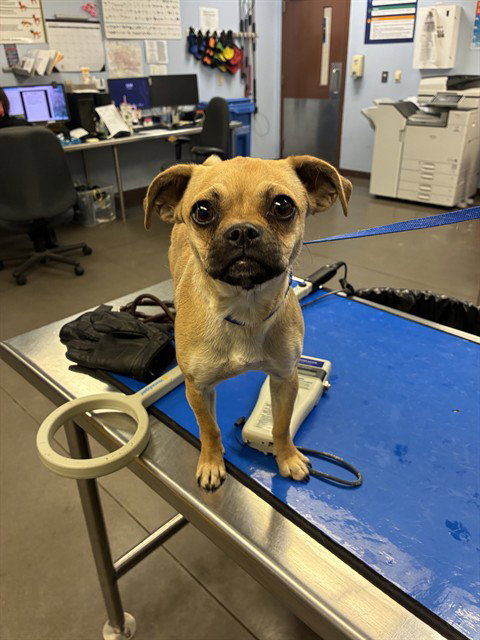 PEONY, an adoptable Pug in Phoenix, AZ