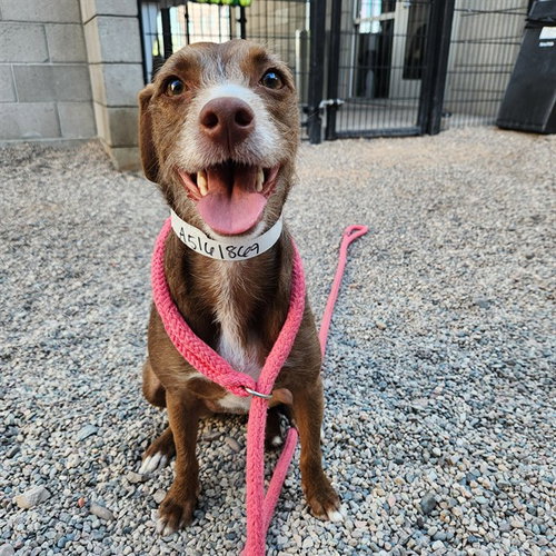 XENA, an adoptable Jack Russell Terrier in Phoenix, AZ