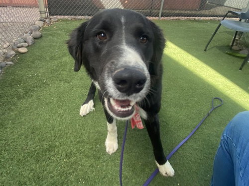 MARLOWE, an adoptable Collie in Phoenix, AZ