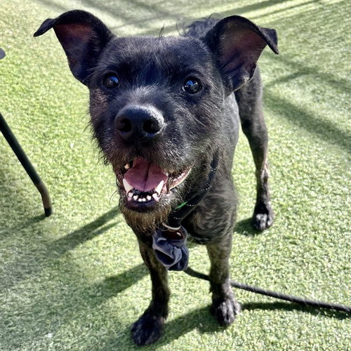 HUXLEY, an adoptable American Pit Bull Terrier in Phoenix, AZ