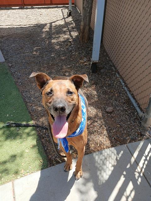 DAVIE, an adoptable Belgian Shepherd Malinois in Phoenix, AZ