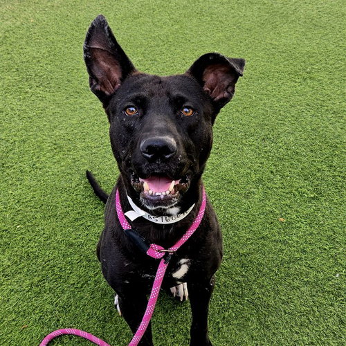 ROCCO, an adoptable Labrador Retriever in Phoenix, AZ