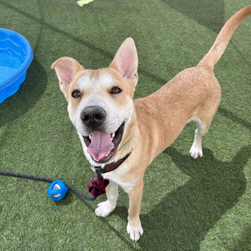 PUMPKIN, an adoptable Chinese Shar-Pei in Phoenix, AZ
