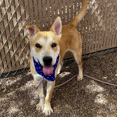 PUMPKIN, an adoptable Chinese Shar-Pei in Phoenix, AZ