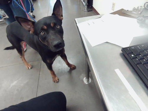 picture of the dog needing adoption