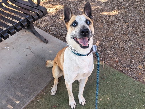 TOPHER, an adoptable Australian Cattle Dog in Phoenix, AZ