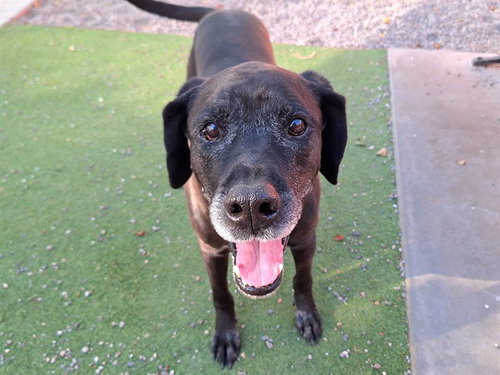 EDGAR, an adoptable Labrador Retriever in Phoenix, AZ