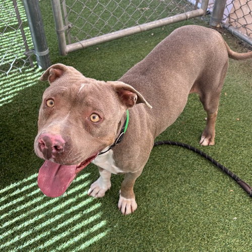 CROISSANT, an adoptable American Pit Bull Terrier in Phoenix, AZ