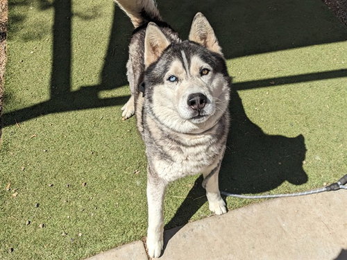 MAGNUS, an adoptable Siberian Husky in Phoenix, AZ