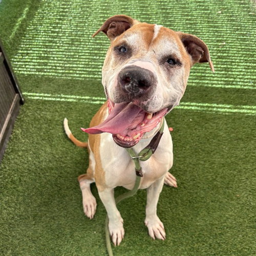BUCK, an adoptable Boxer in Phoenix, AZ